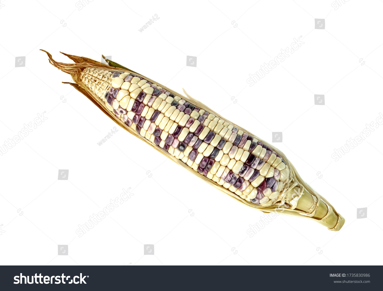 waxy corn isolated on white background  #1735830986