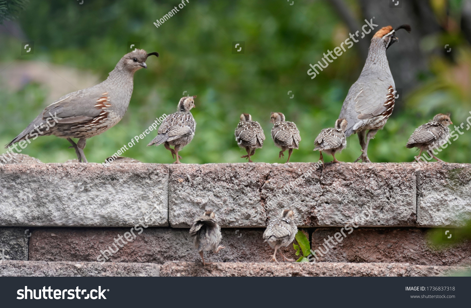 A family of quail chicks have an outing with Mom and Dad. #1736837318