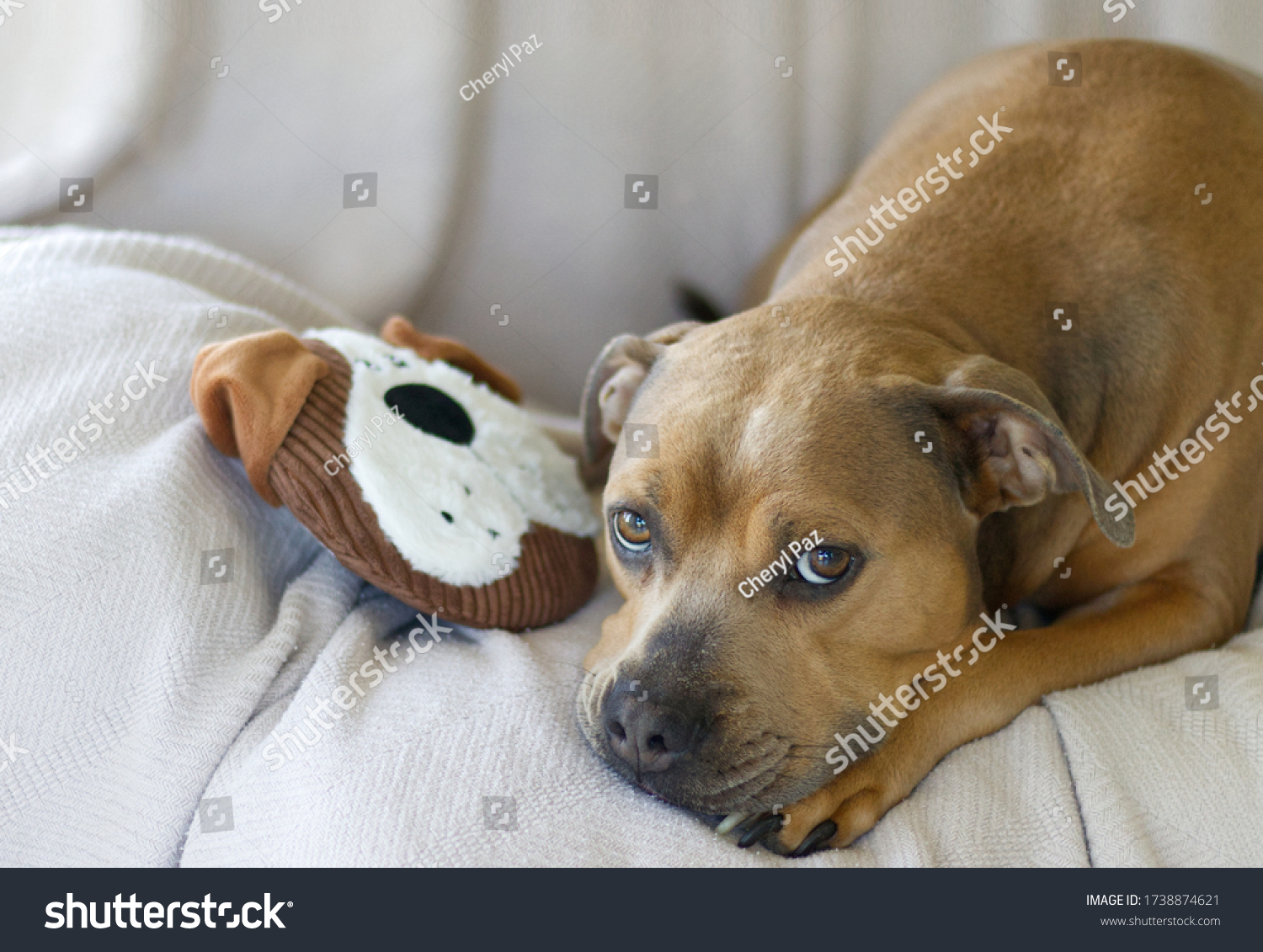 Sad Brown Pitbull Dog with Favorite Dog Toy #1738874621