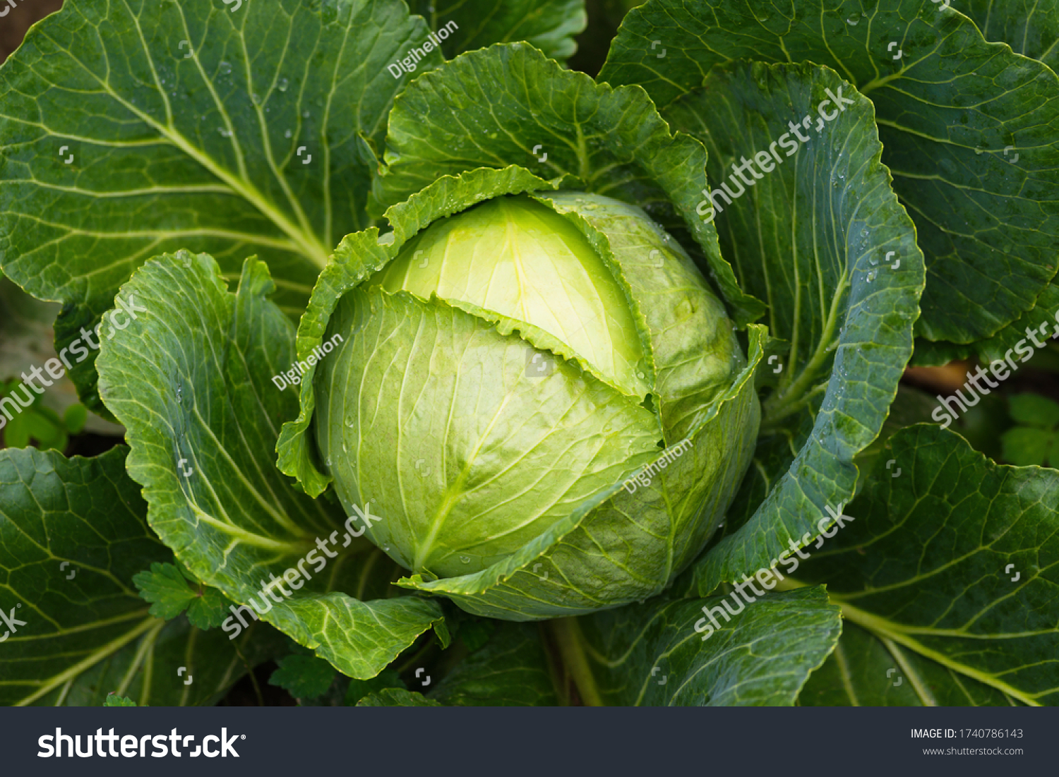 Fresh ripe head of green cabbage (Brassica oleracea) with lots of leaves growing in homemade garden, short before the harvest. Organic farming, healthy food, BIO viands, back to nature concept. #1740786143