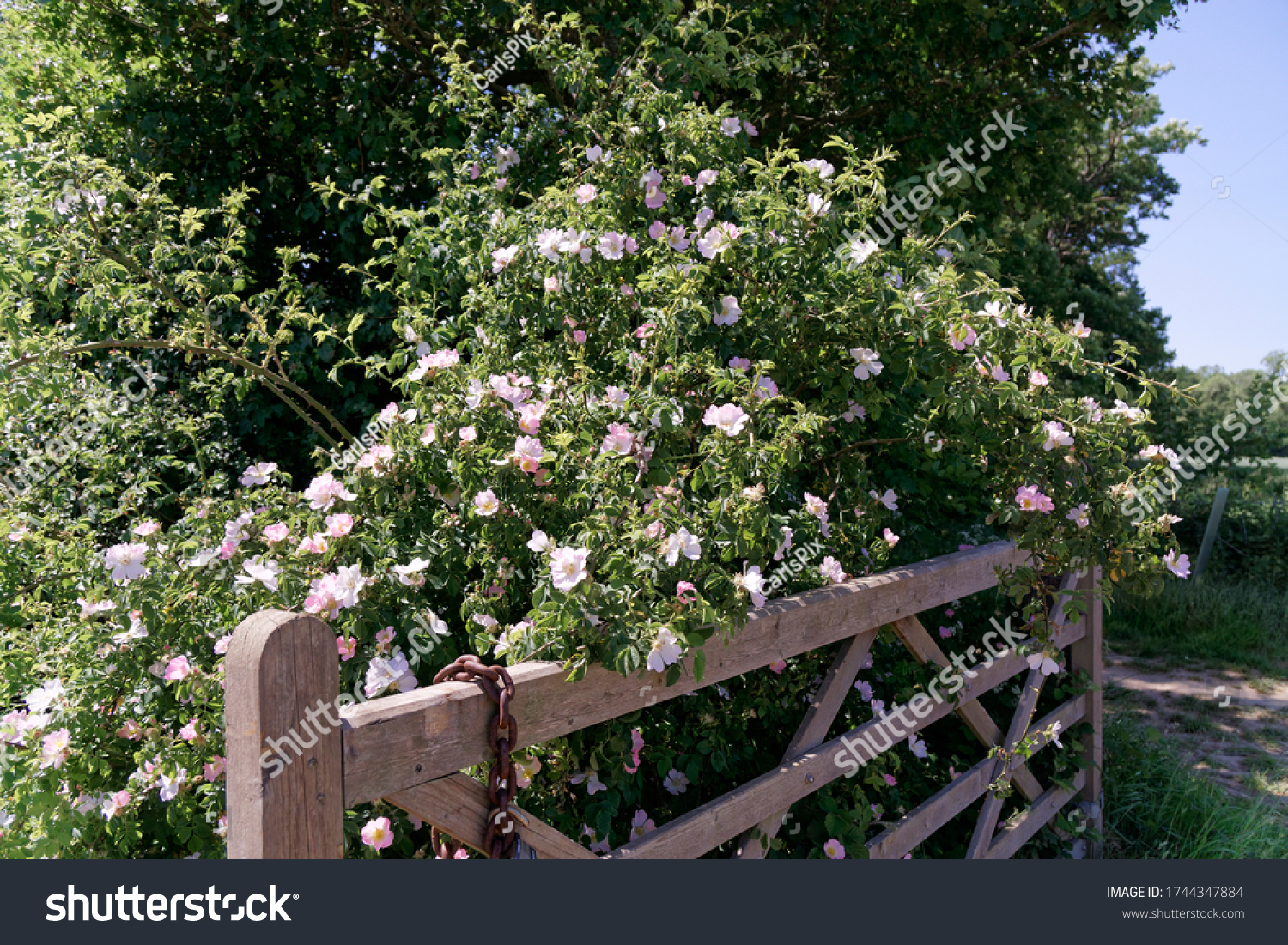 A pink flowering rambling Dog Rose, Rosa Canina in a hedgerow in the English countryside on a warm summers day #1744347884