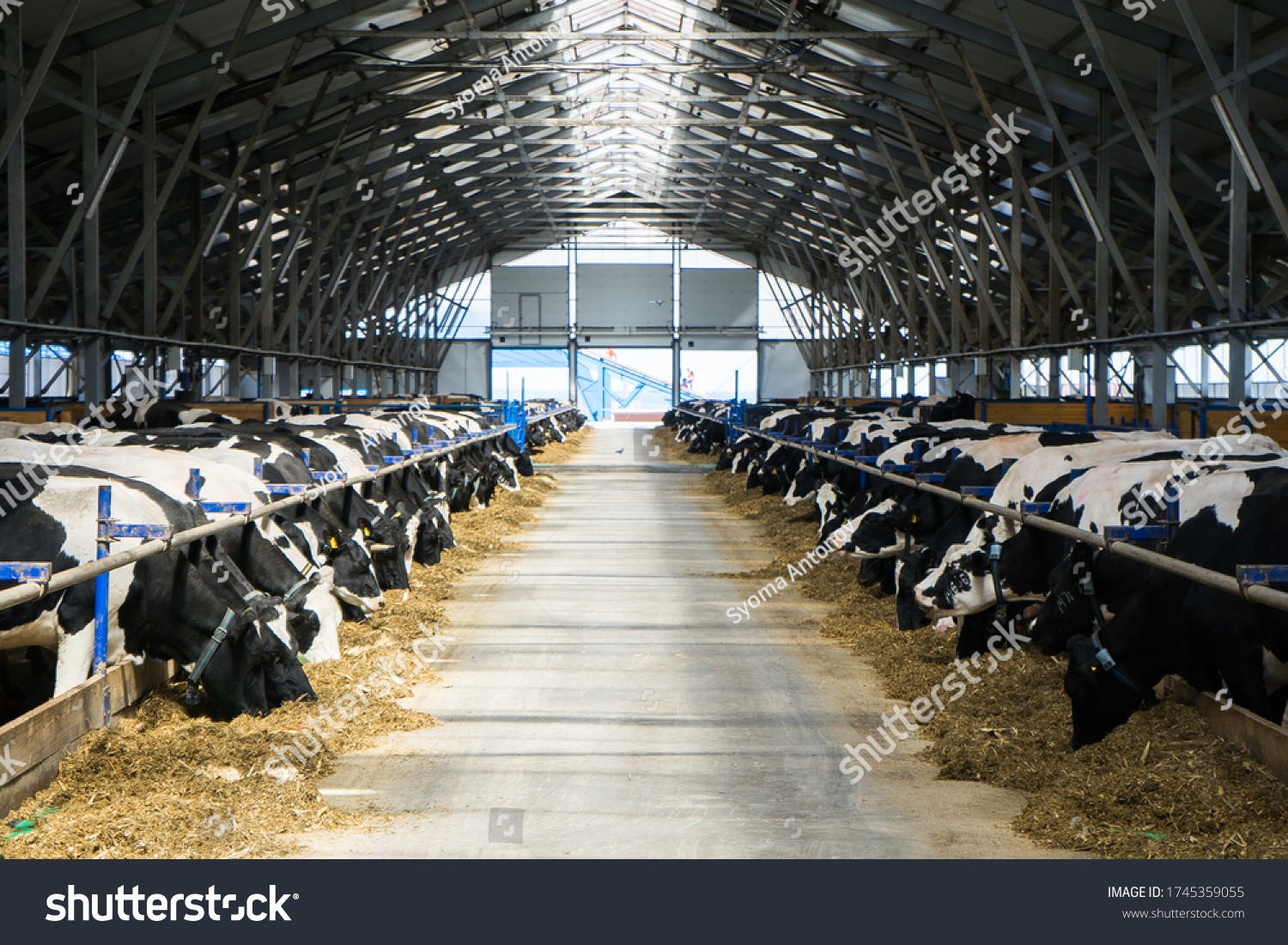 dairy cows on a farm in the stall. Cows eat hay or grass. Cattle breeding for dairy and meat production. Agricultural farm. Livestock #1745359055