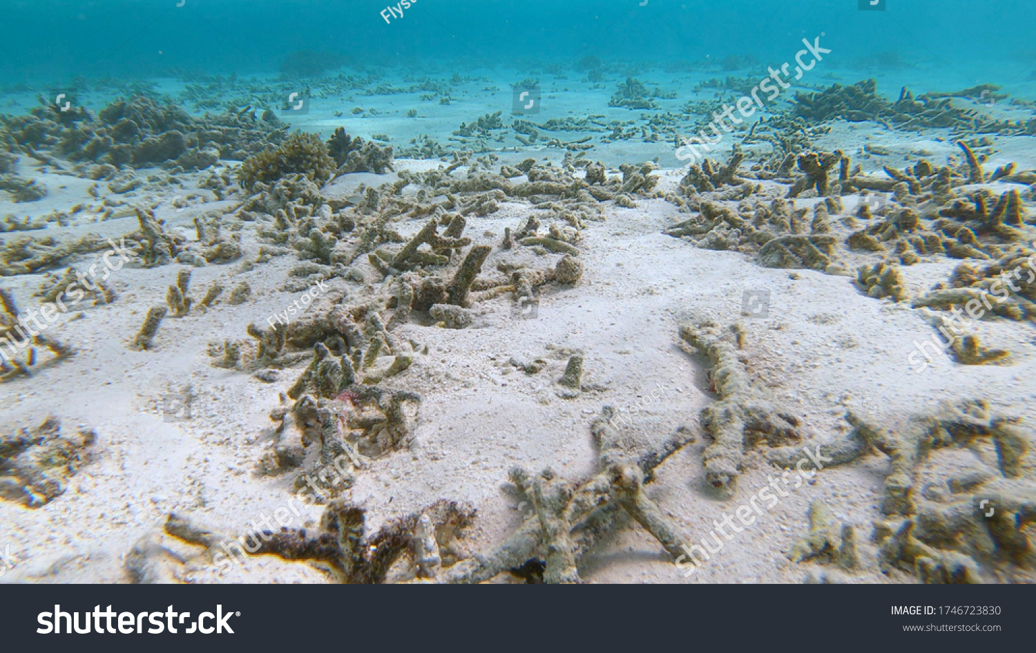UNDERWATER, CLOSE UP: Global warming is damaging the once lush tropical marine life in Asia. Sad view of a devastated bleached exotic coral reef in the Maldives. Dead coral reef near Himmafushi. #1746723830
