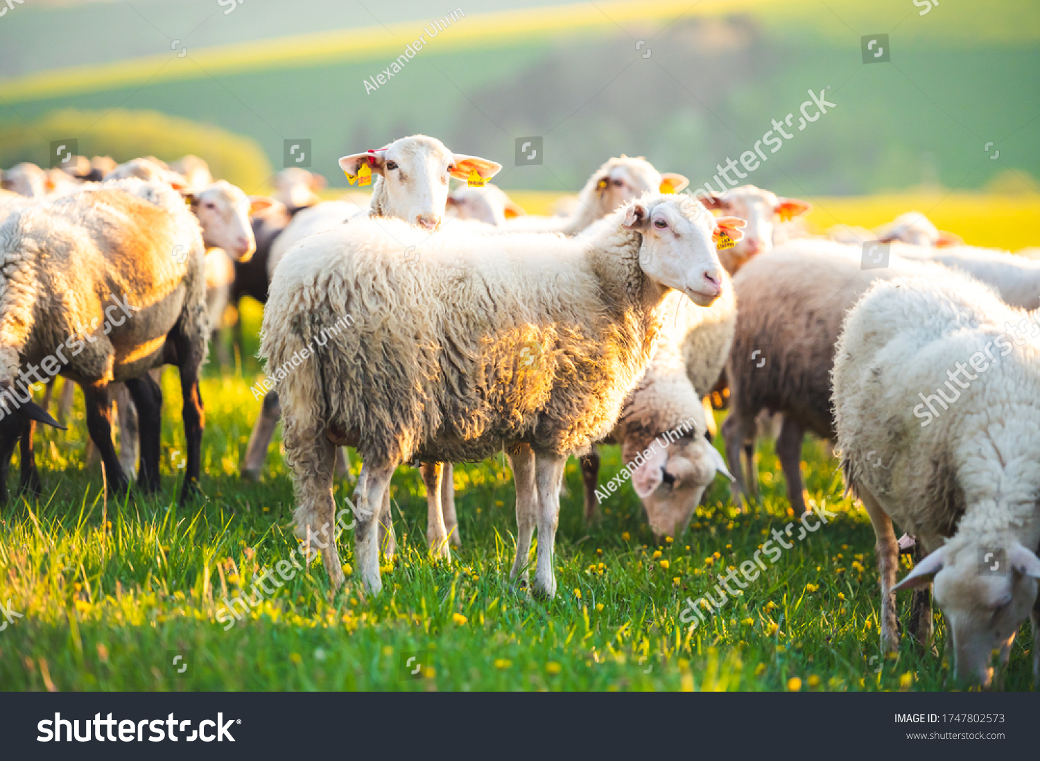 Sheeps in a meadow on green grass at sunset. Portrait of sheep. Flock of sheep grazing in a hill. #1747802573