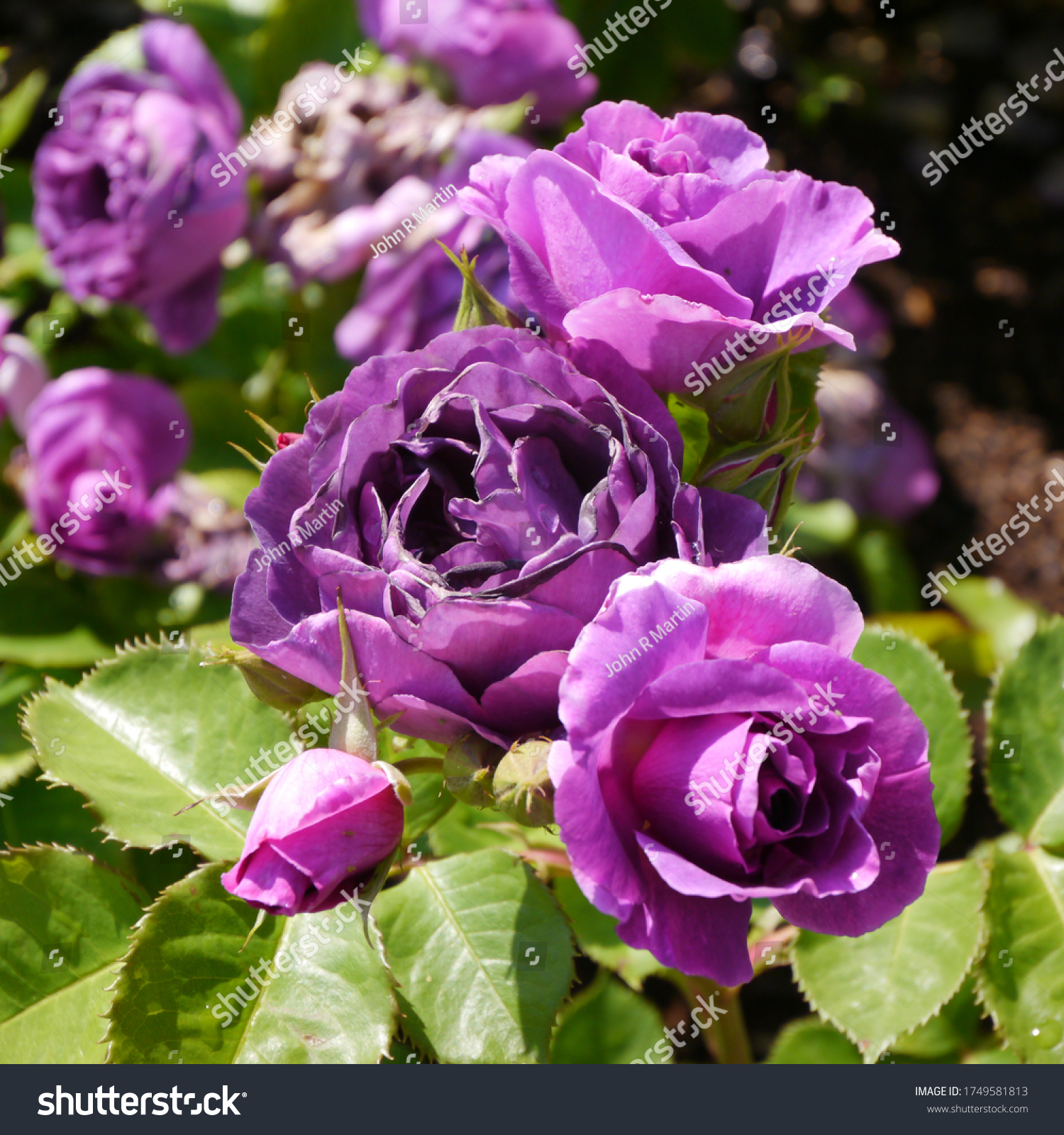 Purple Flowering English Rose Named Minerva #1749581813