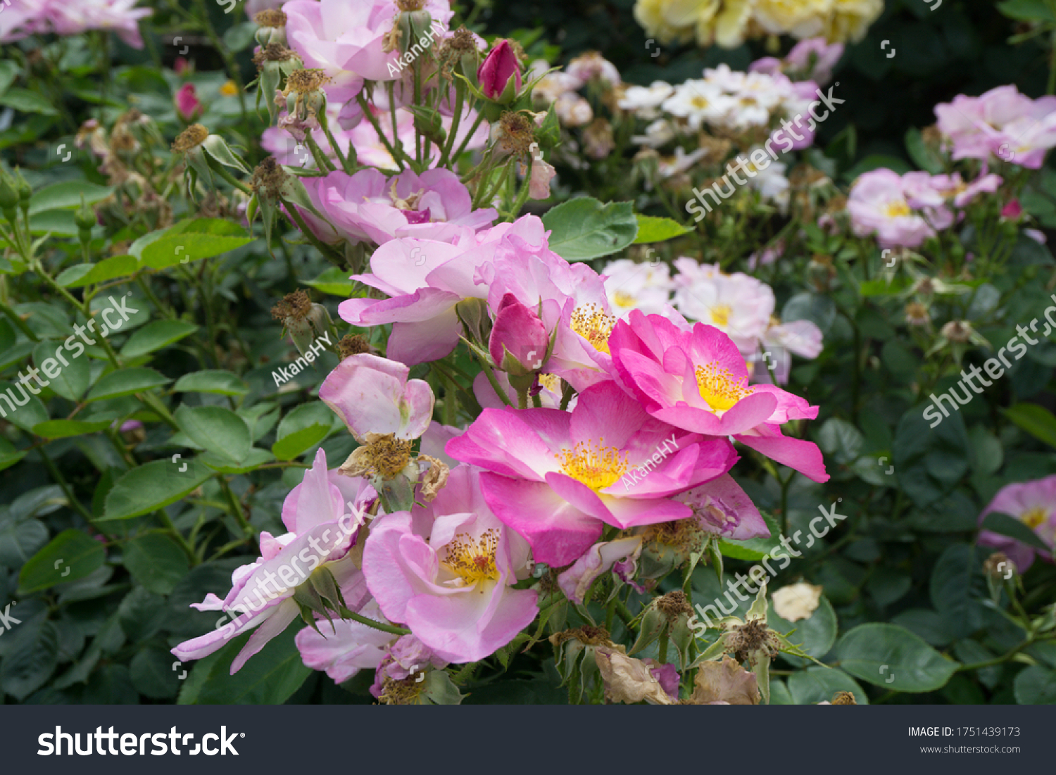 Beautiful rose canina, in park, Japan #1751439173