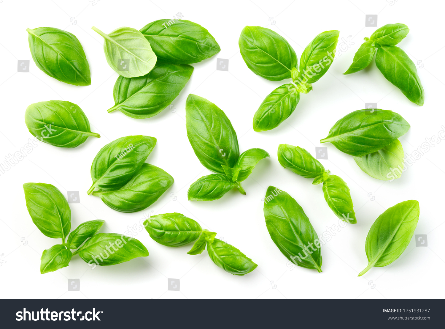 Basil isolated. Basil leaf on white. Basil leaves top view set. #1751931287
