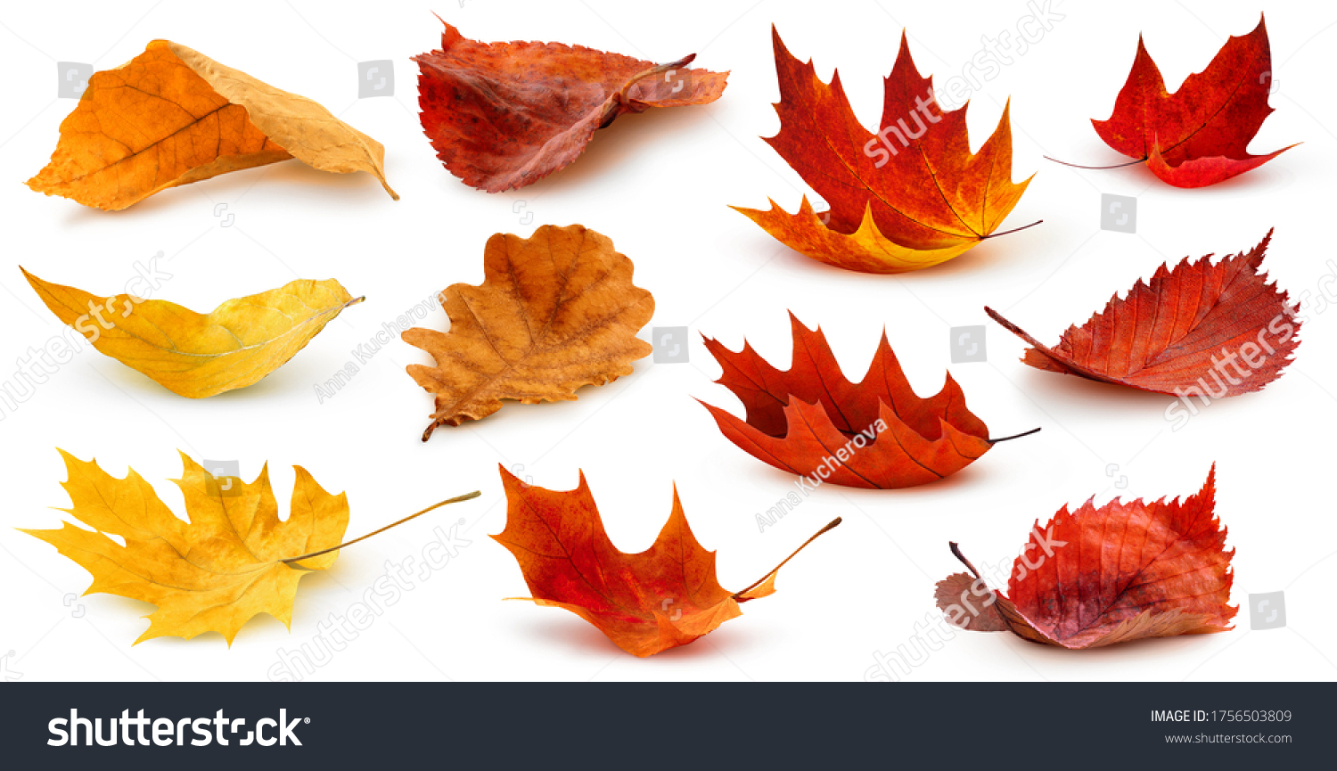 Isolated leaves. Collection of multicolored fallen autumn leaves isolated on white background #1756503809