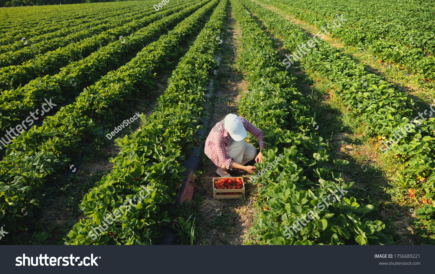 Top view farmer woman harvesting ripe strawberries in the field. Strawberry field. #1756689221