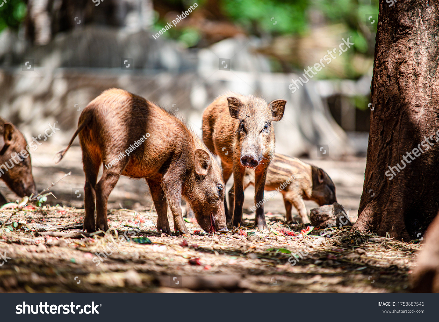 Wild boar (Sus Scrofa) mother and daugther during the nice nature habitat in forest #1758887546