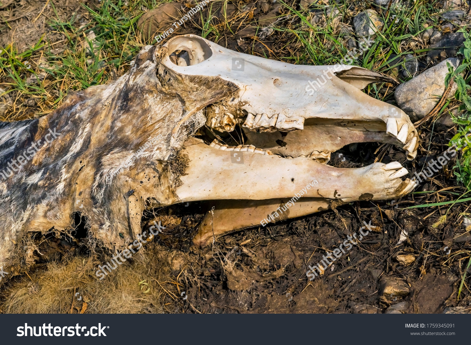 The corpse of a horse in the wild.The skull of a horse on the ground.Macro.The head of a dead horse with decaying tissues. Cadaverous spots on the skin. The teeth of a dead horse and Texture of bones #1759345091