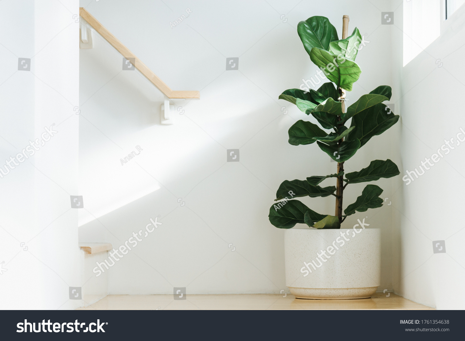 Fiddle leaf fig, Ficus lyrata, plant in circle white pot and place at the Corner of stair or ladder for decorate home or room. And there is sunlight coming from the right hand window. #1761354638