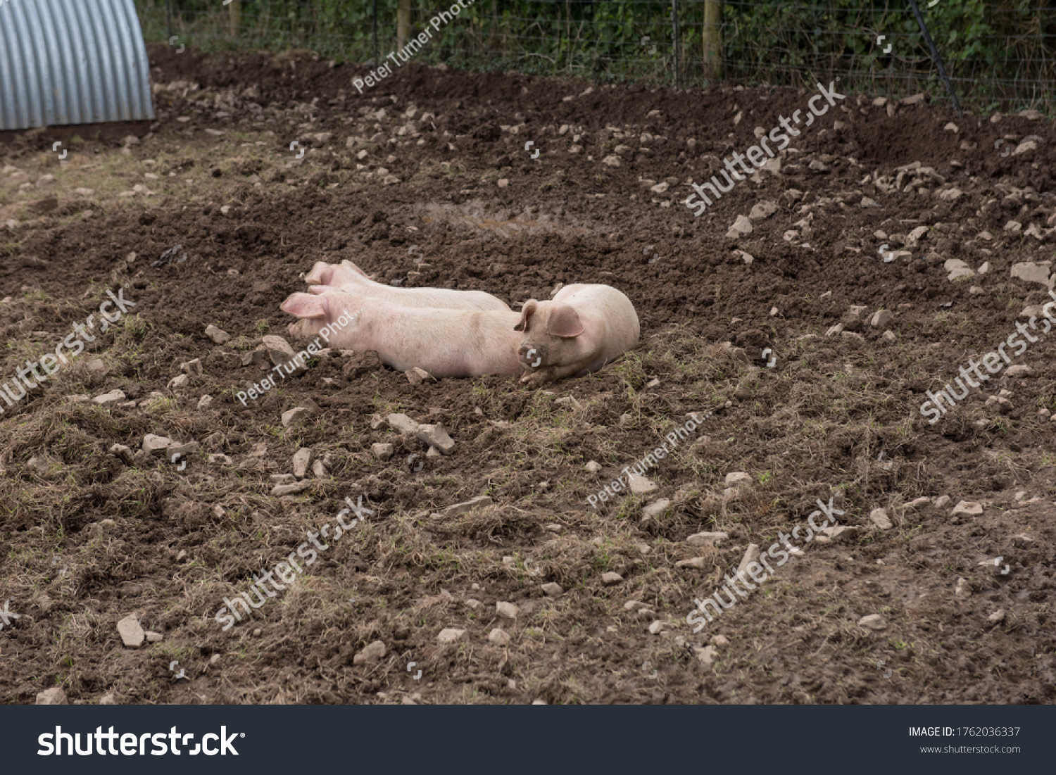 Domestic Pigs (Sus scrofa domesticus) Wallowing in Mud on a Farm in Rural Devon, England, UK #1762036337