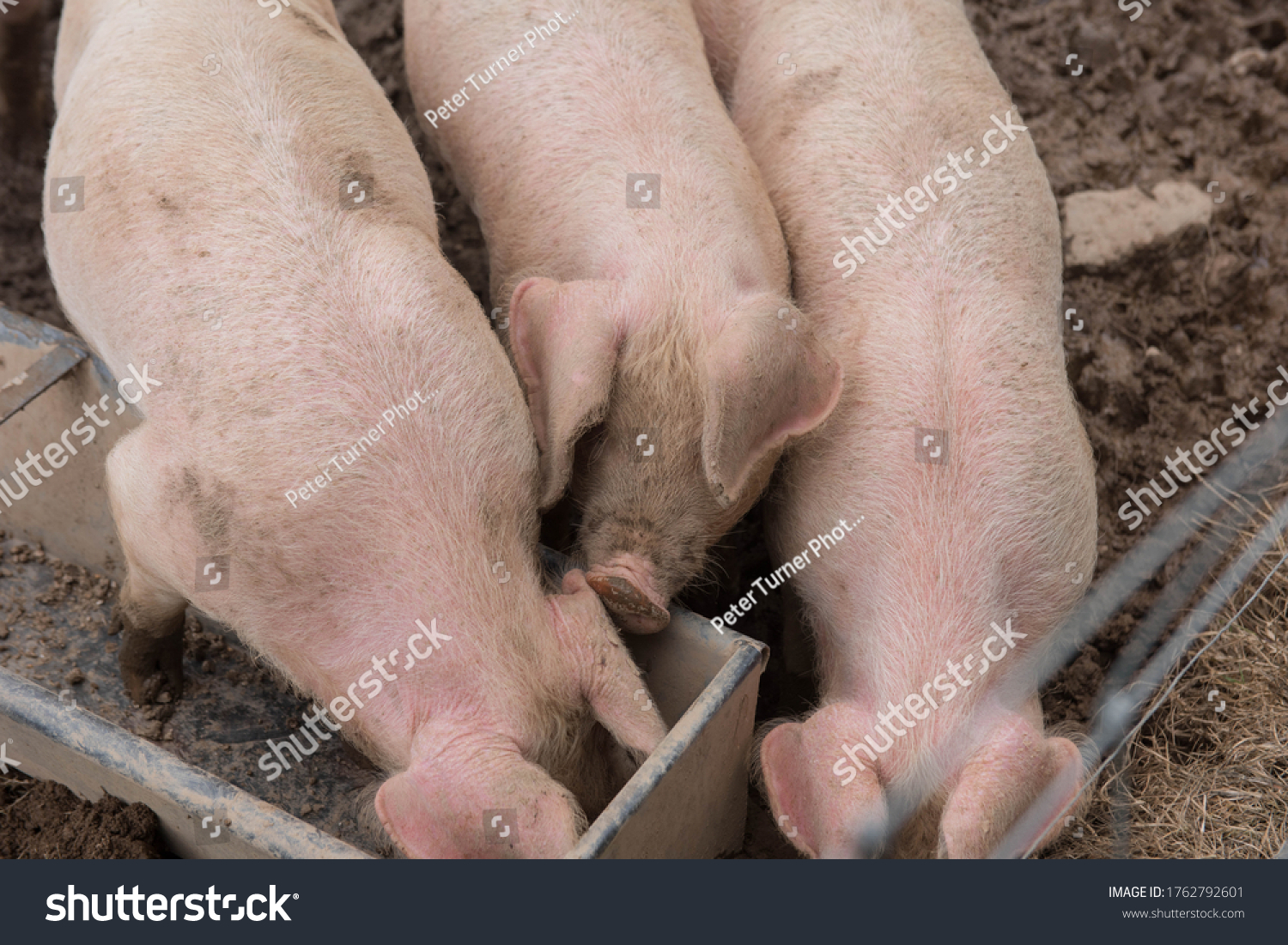 Domestic Pigs (Sus scrofa domesticus) Wallowing in Mud on a Farm in Rural Devon, England, UK #1762792601