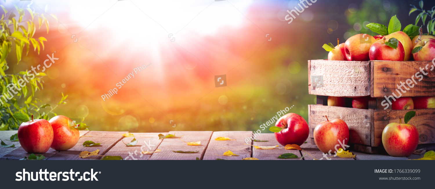 Apples In Wooden Crate On Table At Sunset - Autumn And Harvest Concept #1766339099