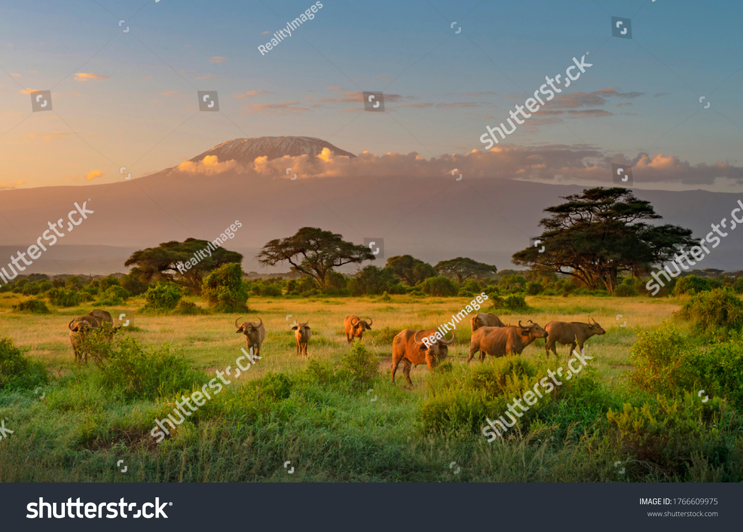 Mount Killimanjaro in Morning light, Amboseli, Kenya #1766609975