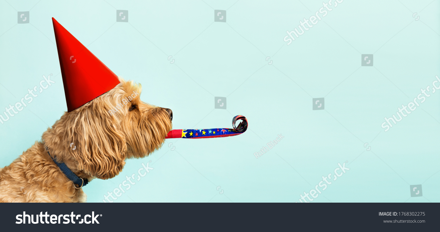 Cute dog celebrating with red pary hat and blow-out against a blue background and copy space to side #1768302275