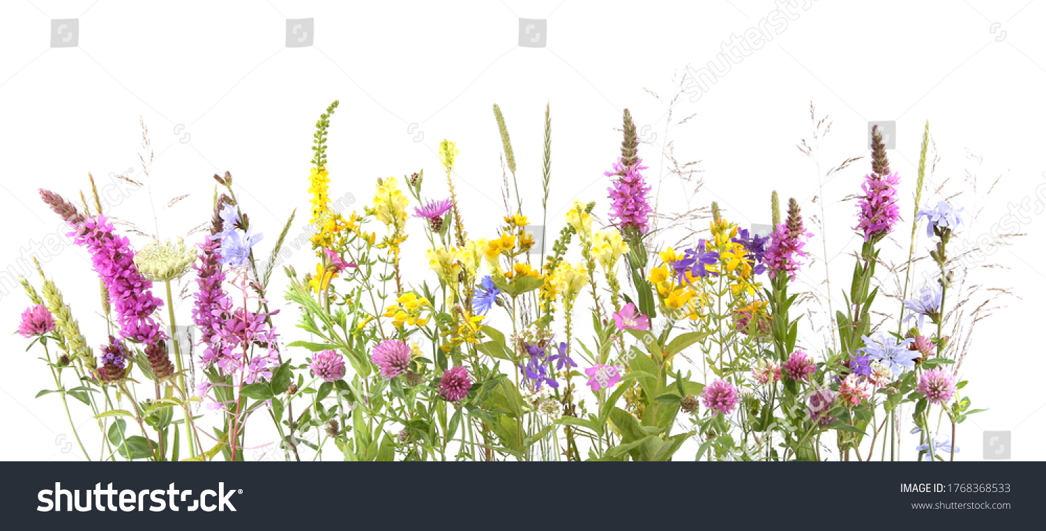 Flowering wild grass and herbs isolated on white background. Border of meadow flowers wildflowers and plants. #1768368533