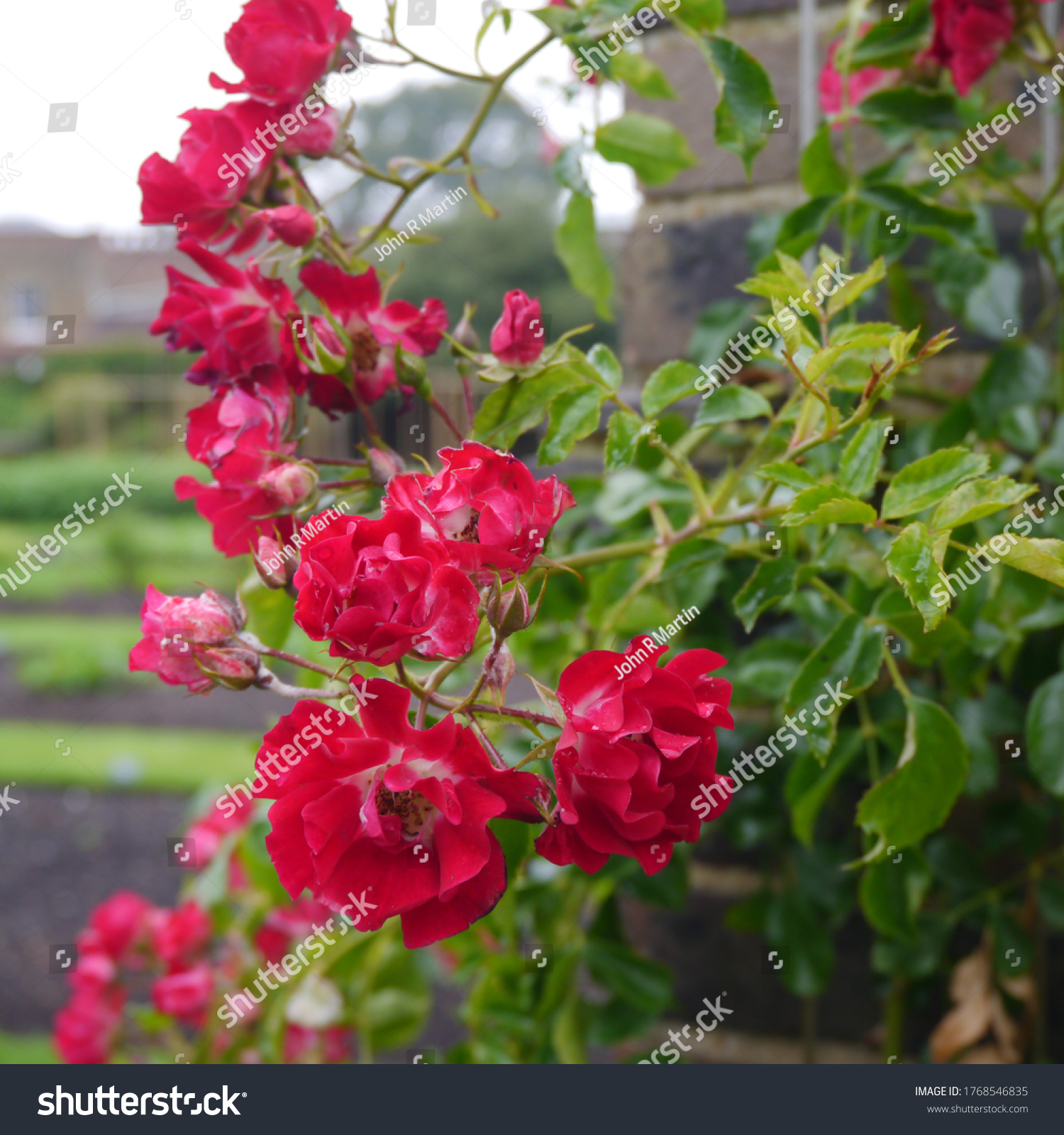 Flowering Climbing English Rose Named Rambling Rosie  #1768546835