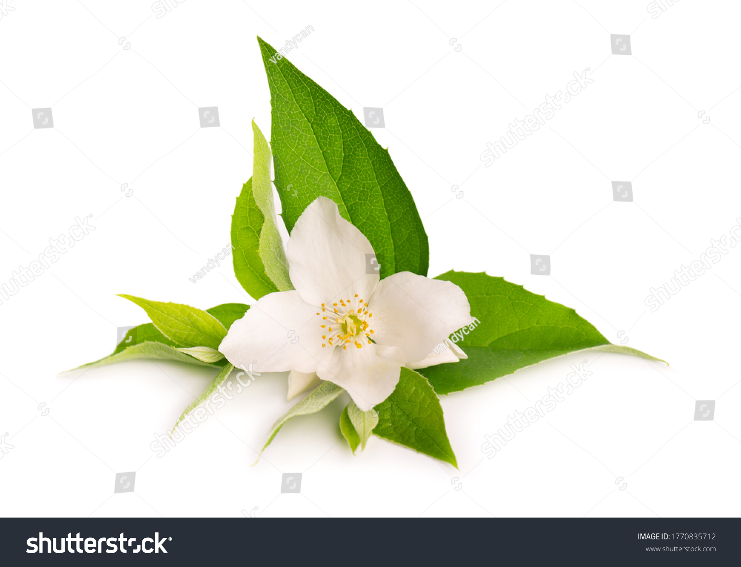 Jasmine flowers isolated on white background. Jasmine branch. #1770835712