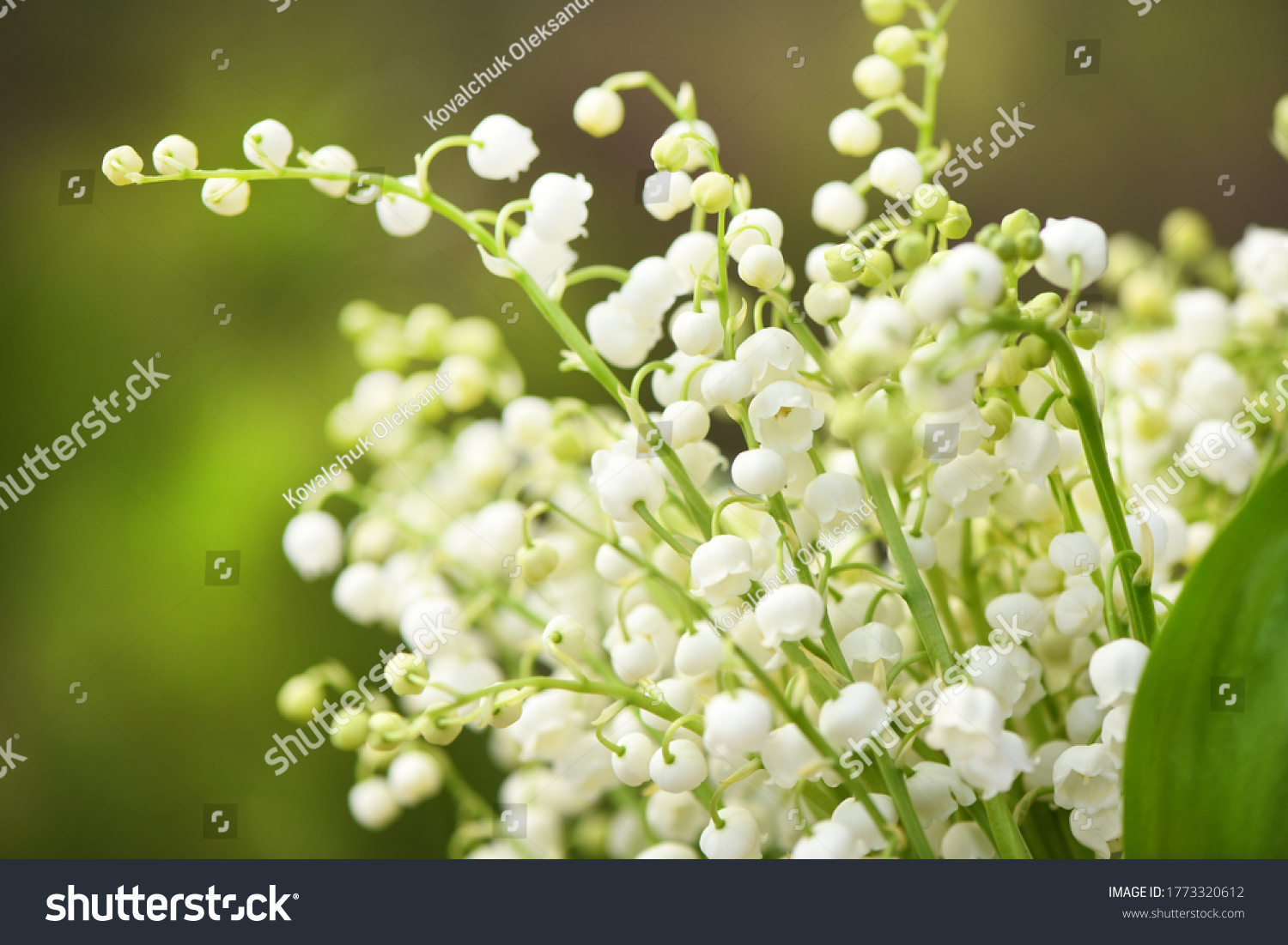 Lily of the valley flowers. Natural background with blooming lilies of the valley. High resolution photo. Selective focus. #1773320612