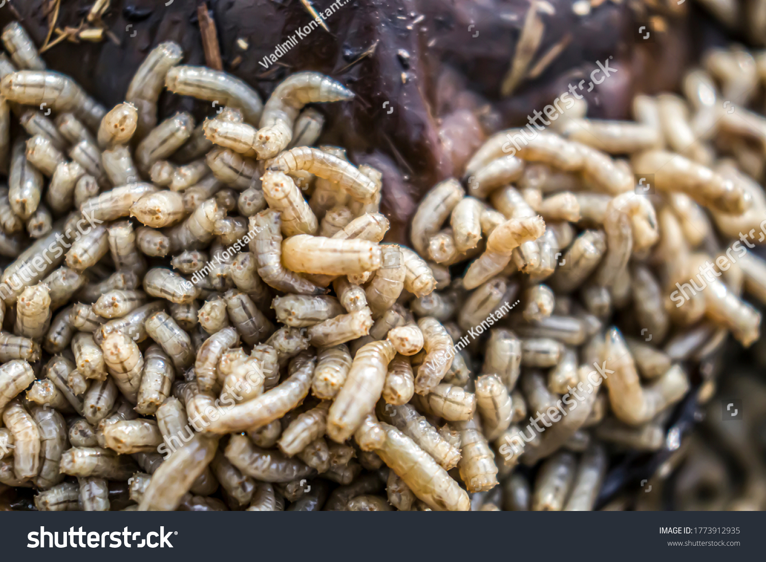 Maggots. Many larvae. Cadaveric worms. #1773912935