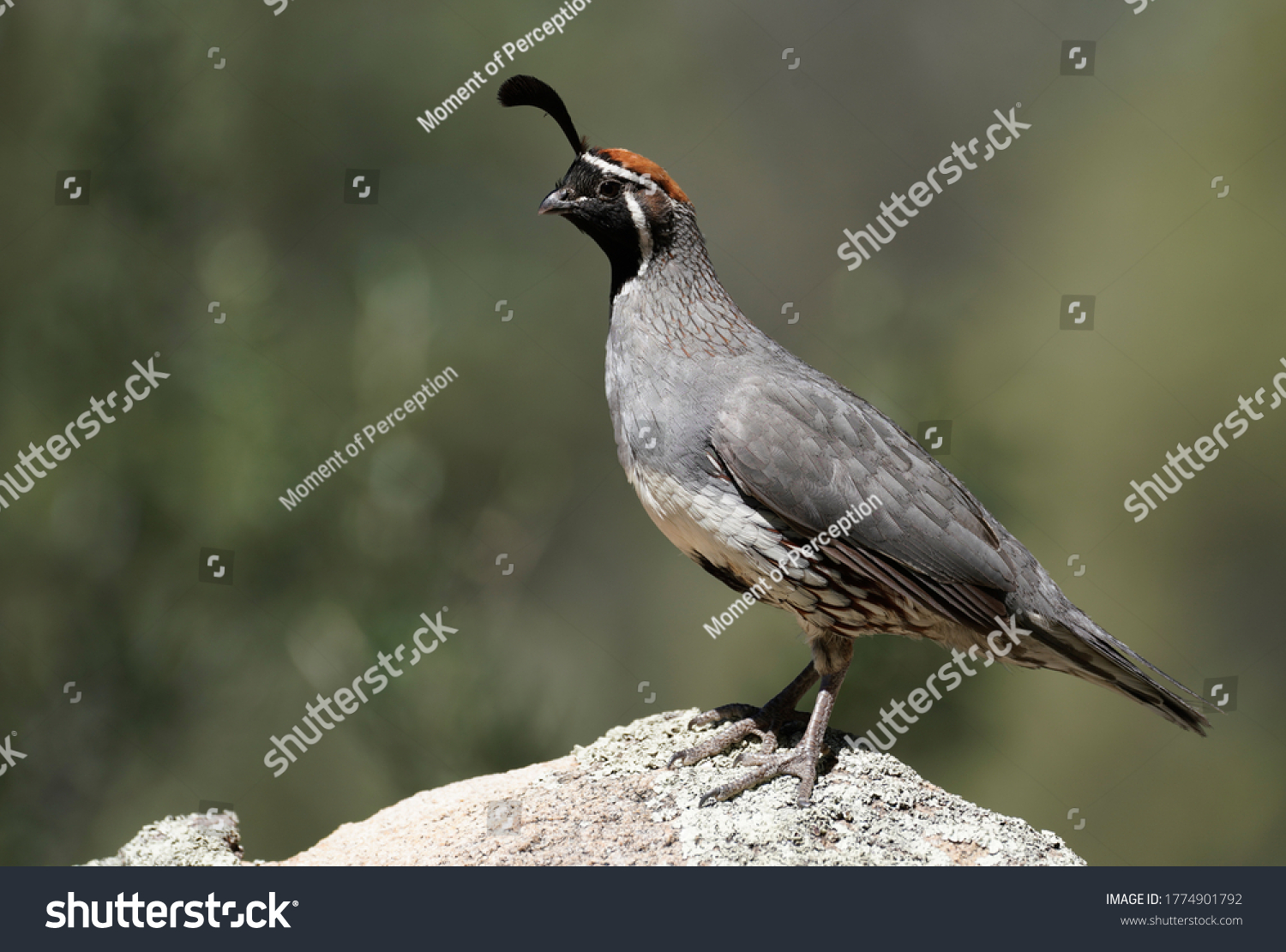 A male Gambels Quail finds a high point to stand watch as his family eats. #1774901792