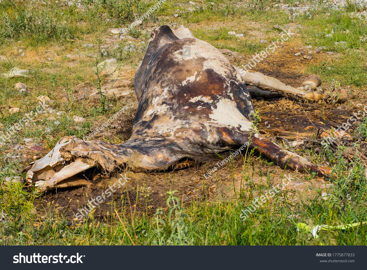 The corpse of a horse in the wild. The body of a dead horse on the ground in the grass. The corpse of a horse decays. Cadaverous spots on the skin. Skeleton of a horse. Bones, hair next to the corpse #1775877833