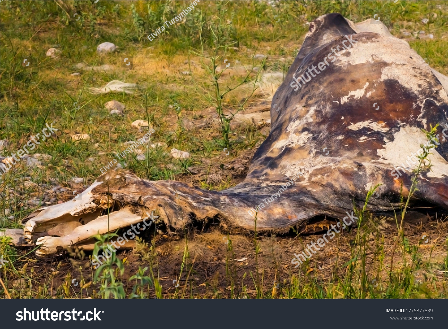 The corpse of a horse in the wild. The body of a dead horse on the ground in the grass. The corpse of a horse decays. Cadaverous spots on the skin. Skeleton of a horse. Bones, hair next to the corpse #1775877839