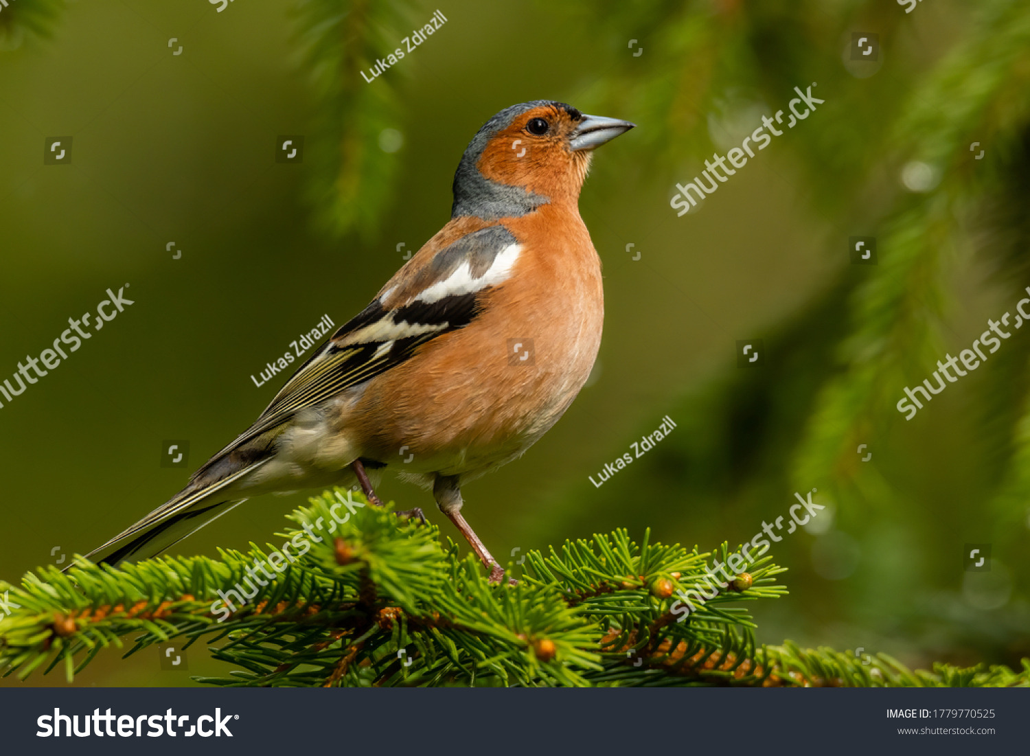 Common chaffinch (Fringilla coelebs) sitting on a pine branch in the forest. Detailed portrait of a beautiful orange songbird with soft green background. Wildlife scene from nature. Czech Republic #1779770525