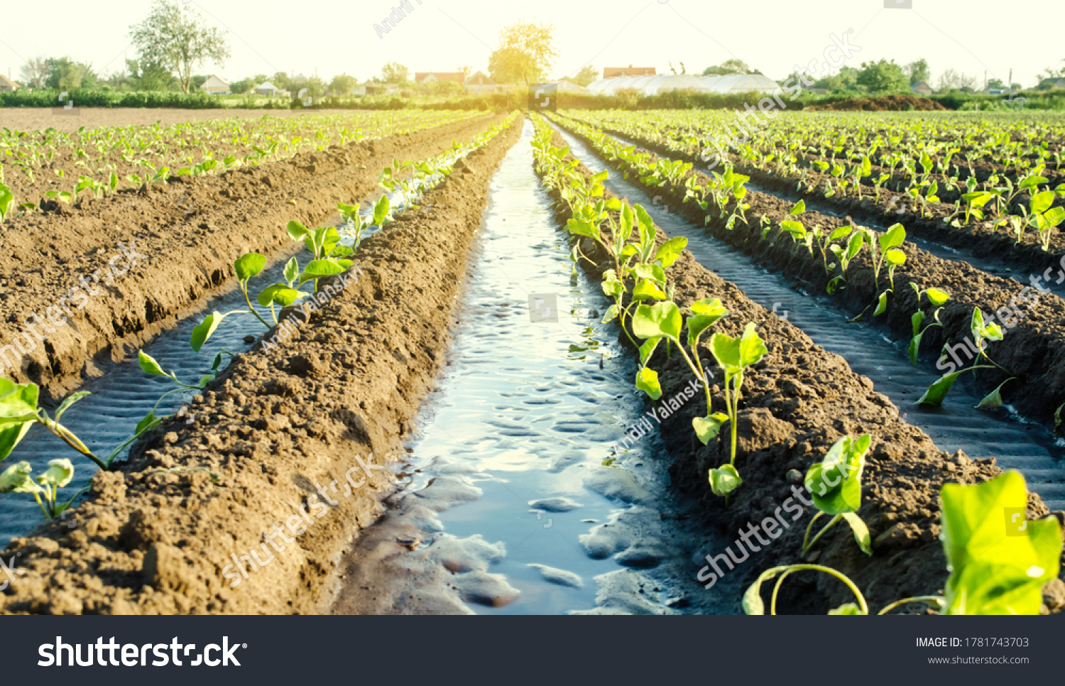 Water flows through irrigation canals on a farm eggplant plantation. Caring for plants, growing food. Agriculture and agribusiness. Conservation of water resources and reduction pollution. #1781743703
