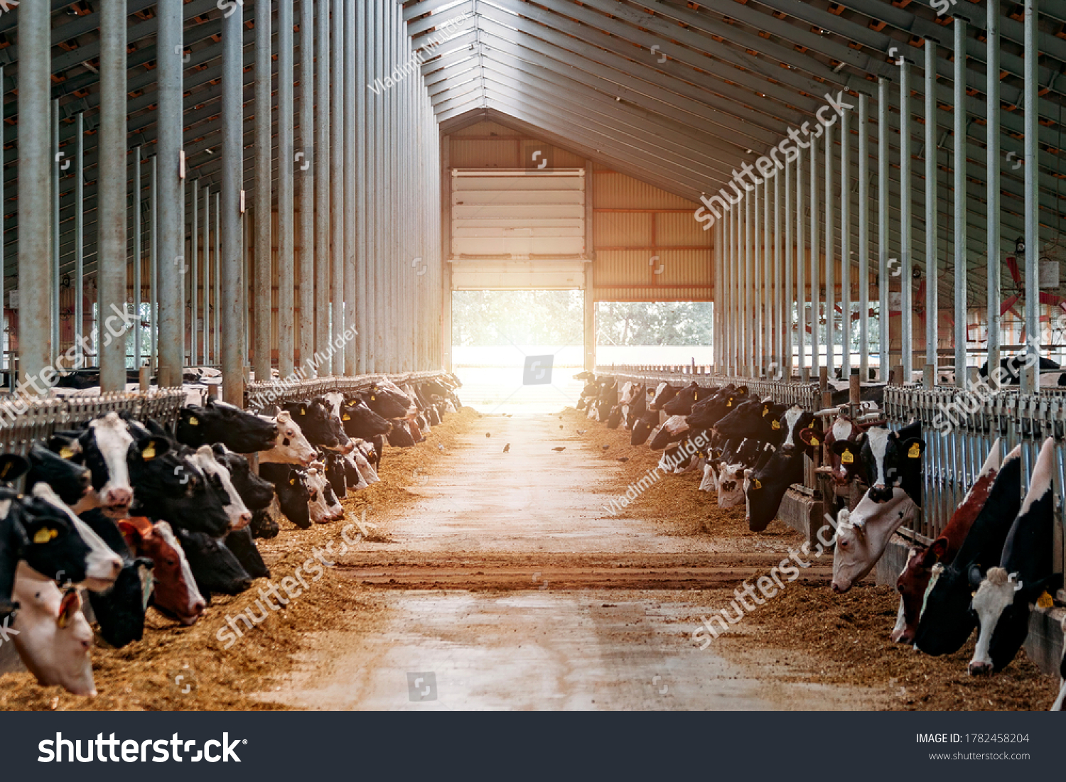 Diary cows in modern free livestock stall #1782458204