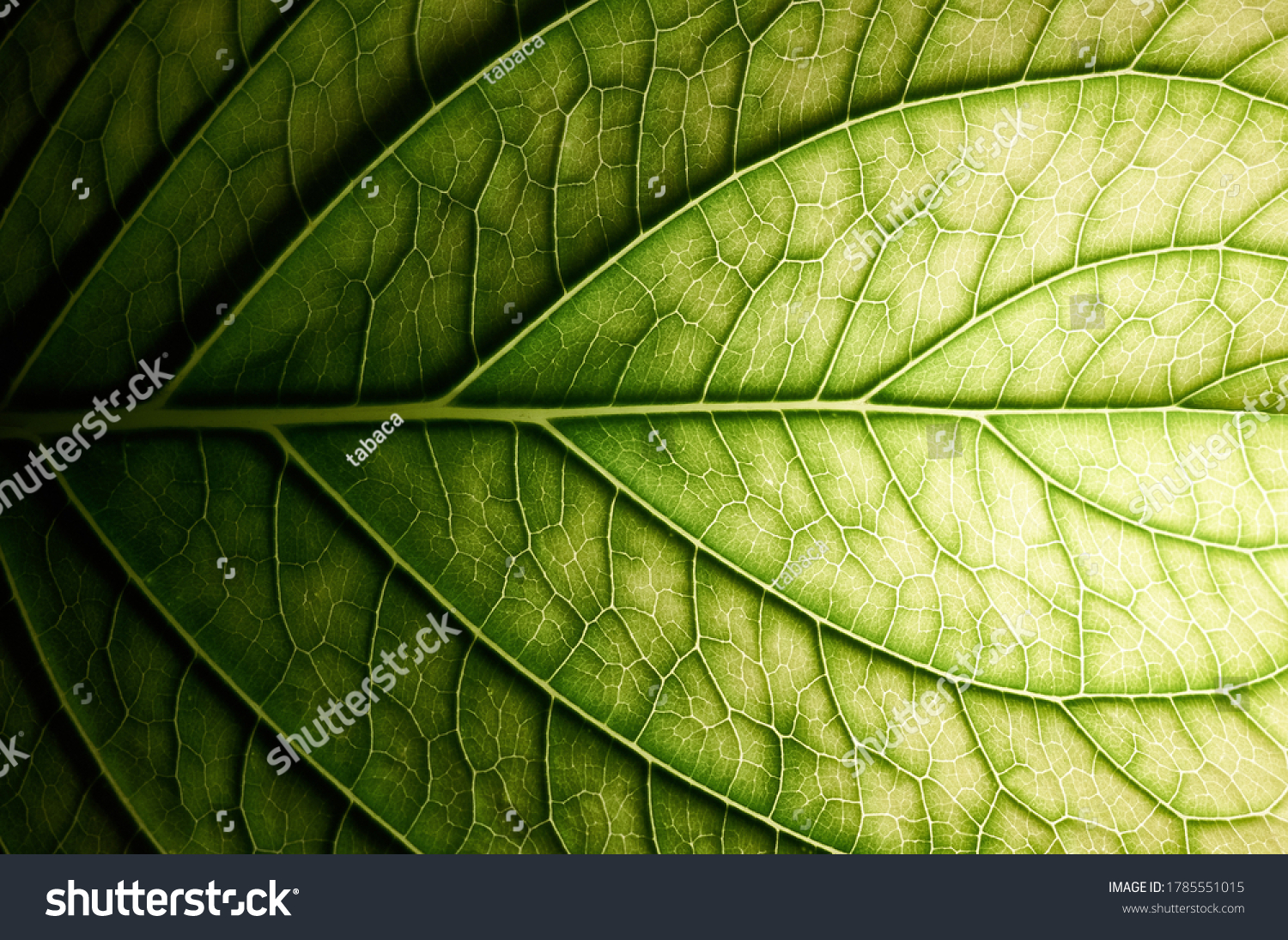 Hydrangea. Vessels of green leaf. #1785551015