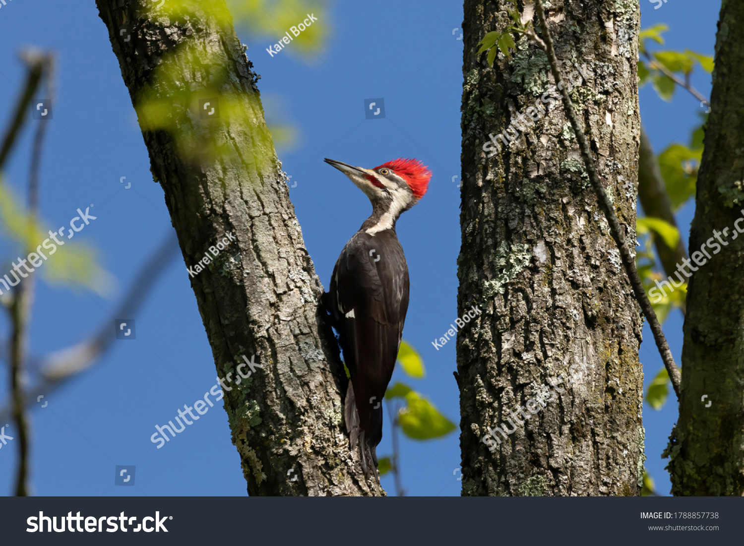 The pileated woodpecker.The bird native to North America.Currently the largest woodpecker in the United States after the critically endangered and possibly extinct ivory woodpecker. #1788857738