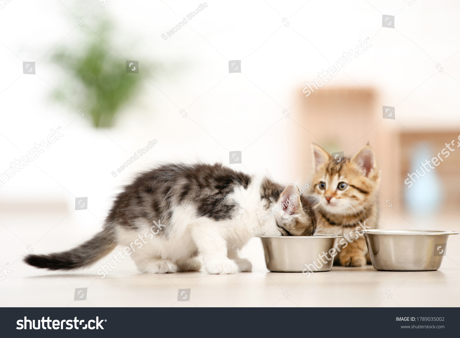 Kittens eating from feeding bowl on the floor #1789035002