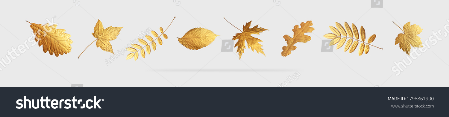 Golden flying autumn leaves of different shapes on light gray background. Autumn concept, fall background. Minimal floral design, autumn leaf frame. Golden twig. Autumn creative composition. Banner #1798861900