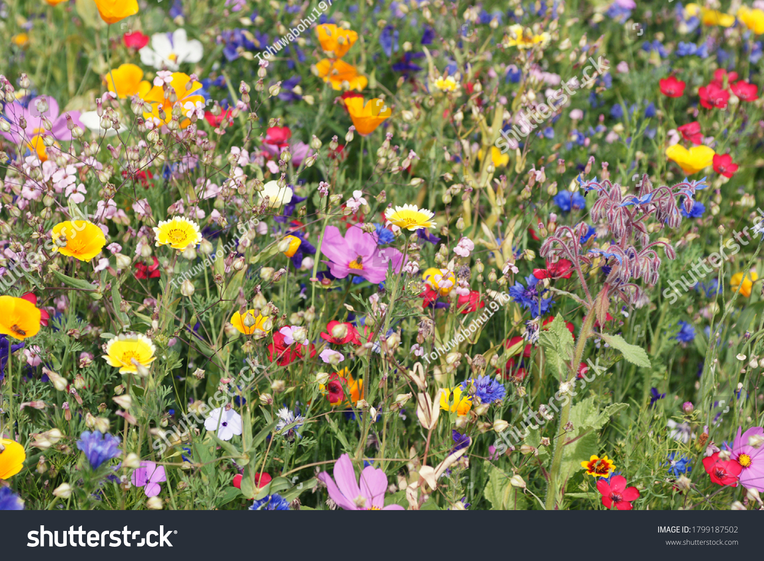 beautiful colorful meadow of wild flowers #1799187502