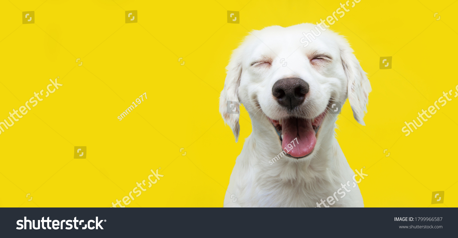 Happy puppy dog smiling on isolated yellow background. #1799966587
