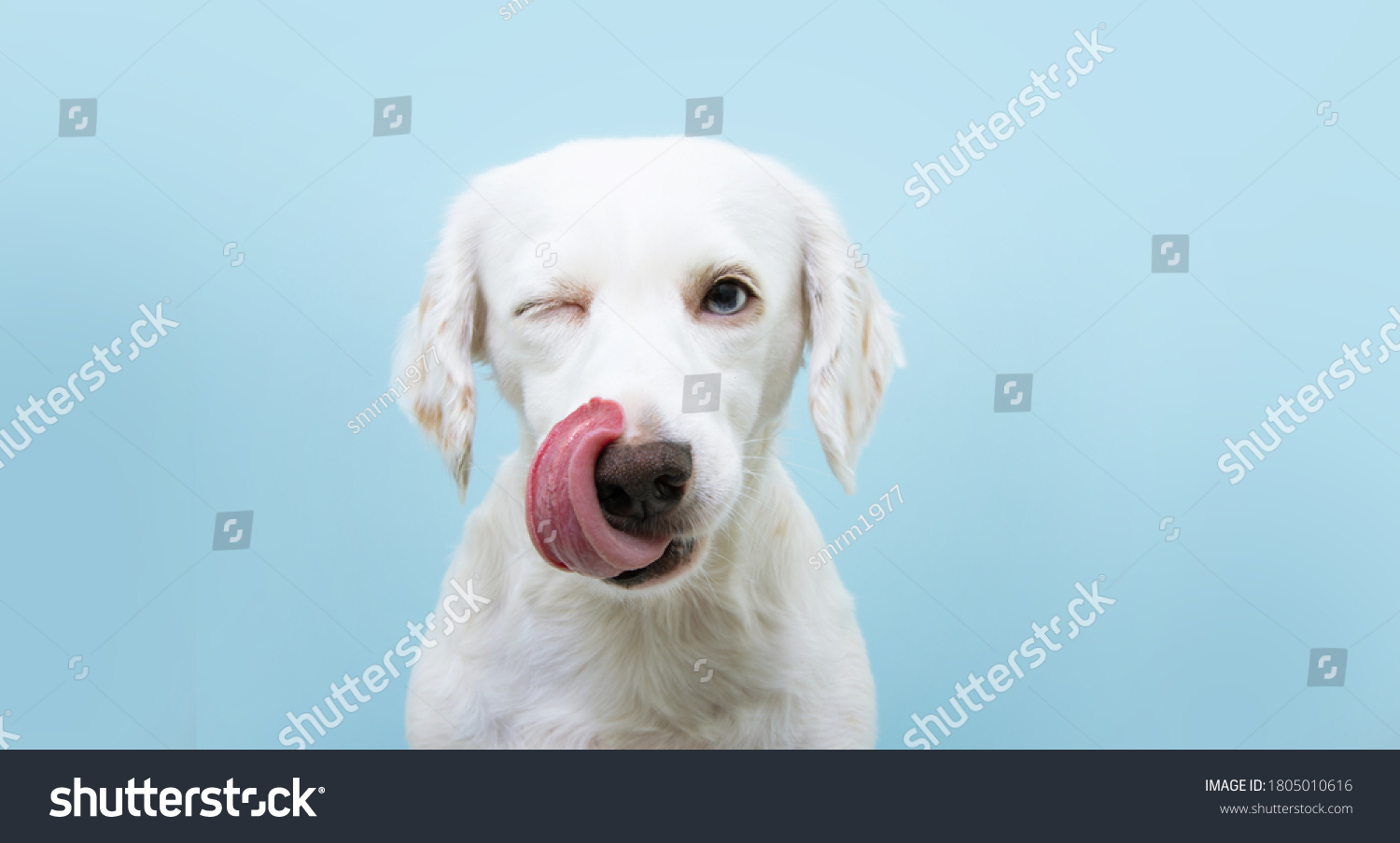 Hungry funny puppy dog licking its nose with tongue out and winking one eye closed. Isolated on blue colored background. #1805010616