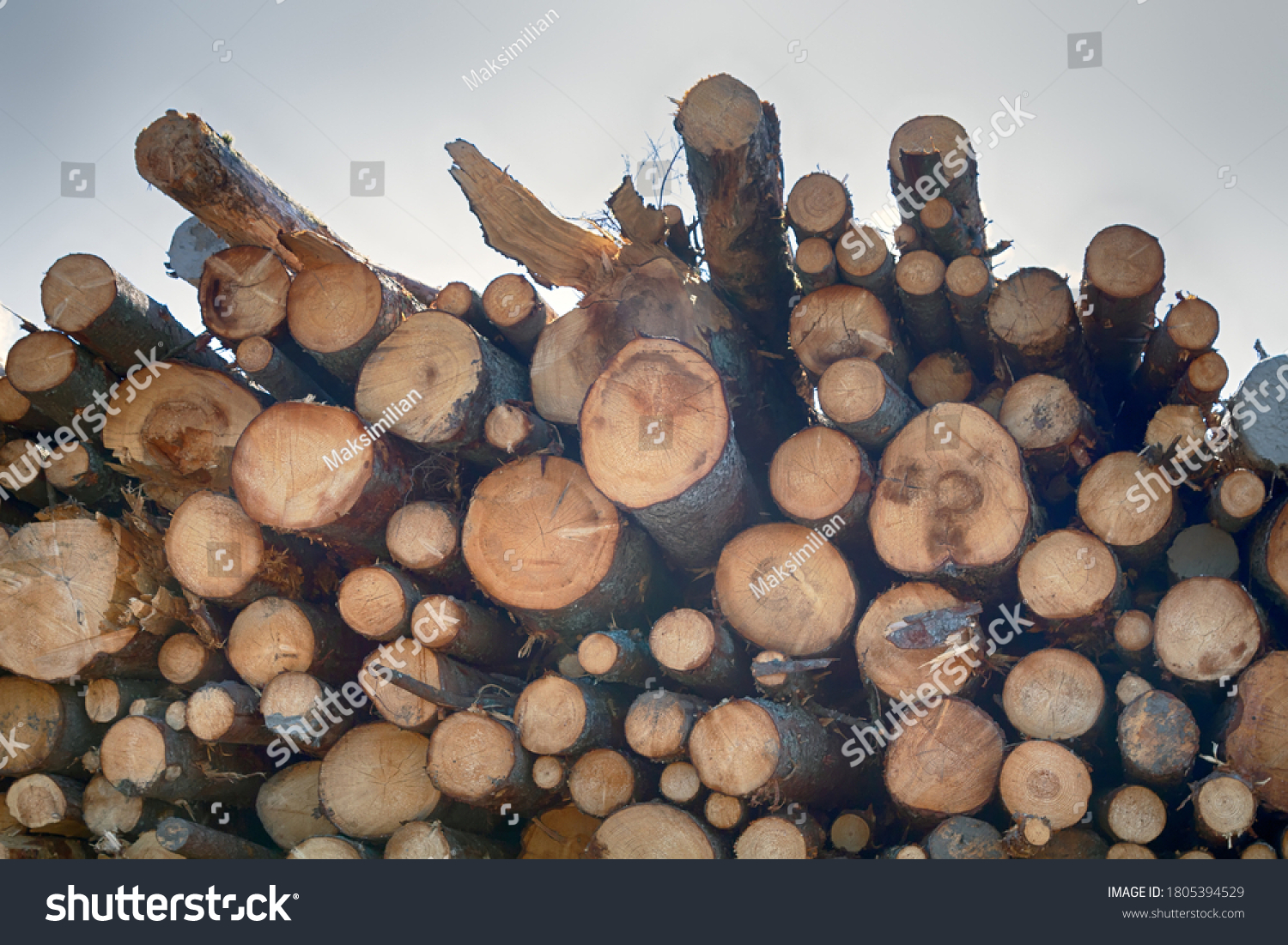 North Forestry. Timber cutting, Wood storage place. Ends, heads of spruce logs. Stack of spruce logs, softwood #1805394529