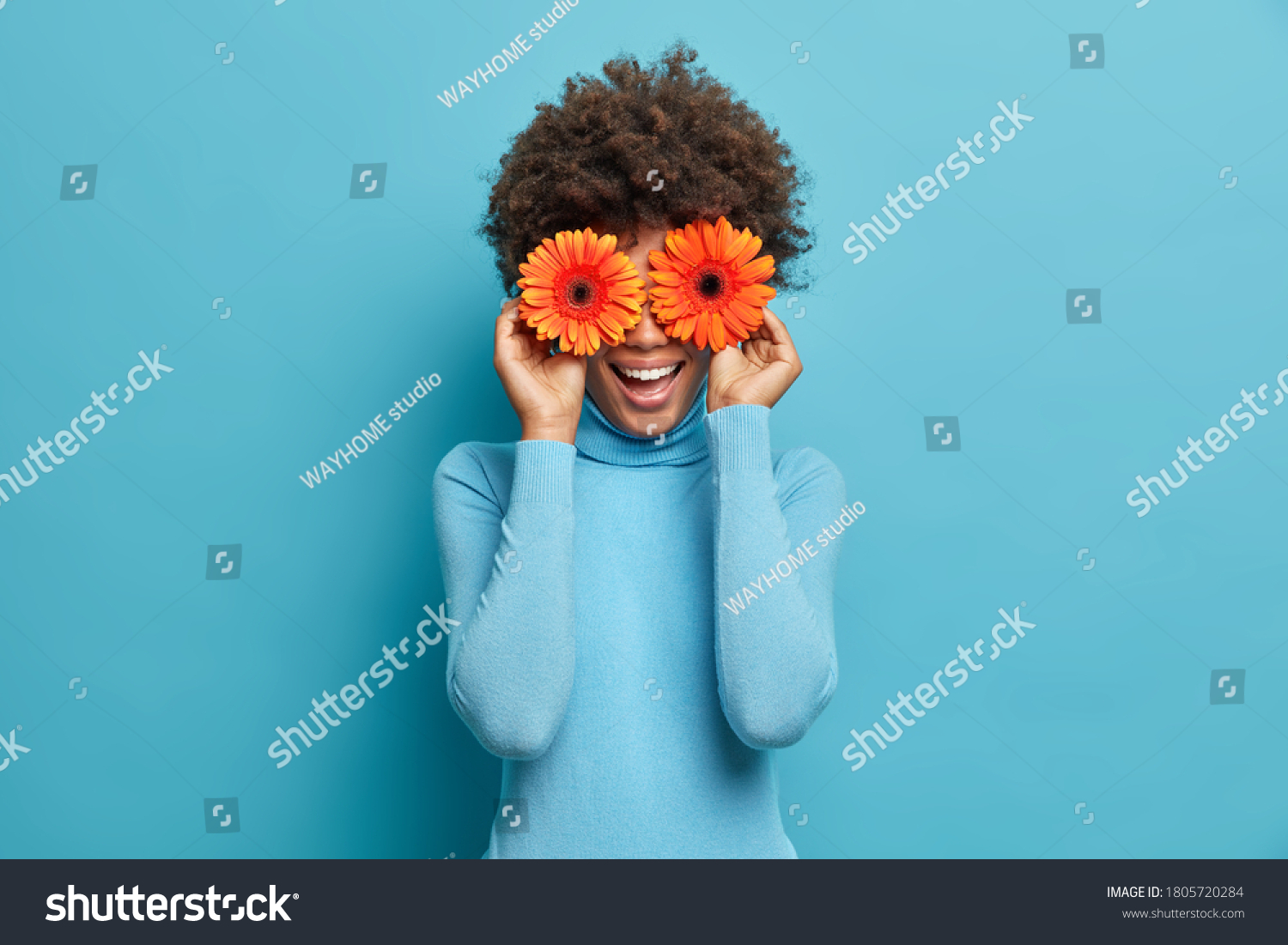 Playful positive African American woman covers eyes with two orange gerberas, enjoys spring time, fresh flowers, has fun, dressed casually, isolated on blue background. Happy florist indoor. #1805720284