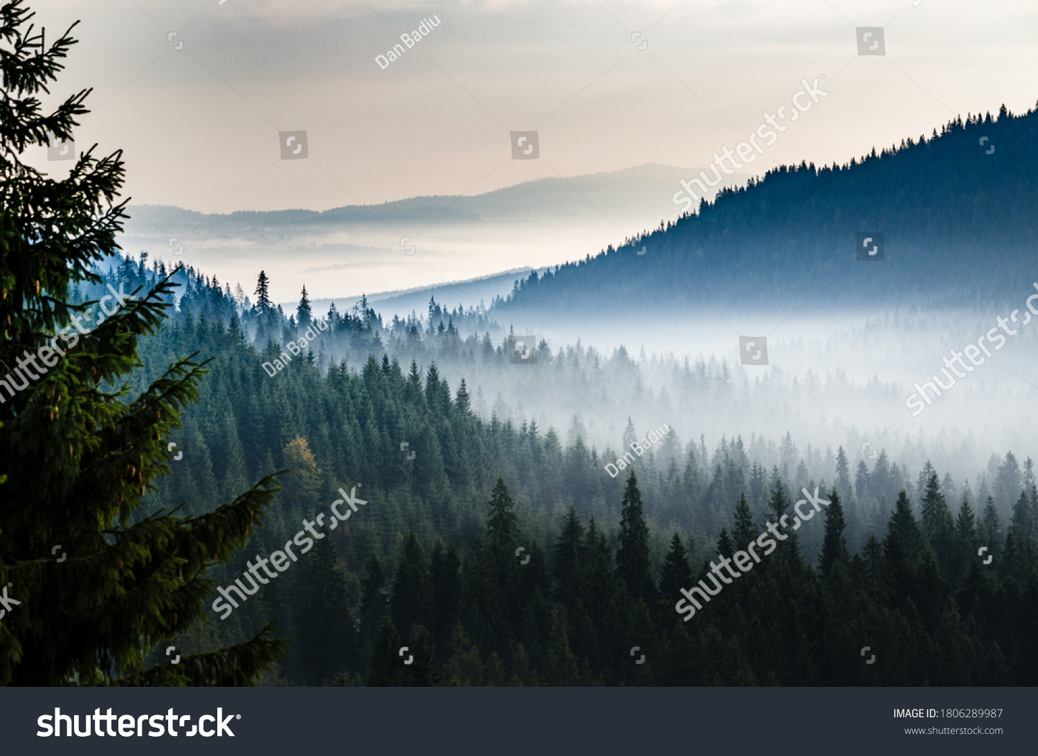 Morning valley with forest and fog view from up. Mystic pine forest in the mountains with mist above trees. #1806289987