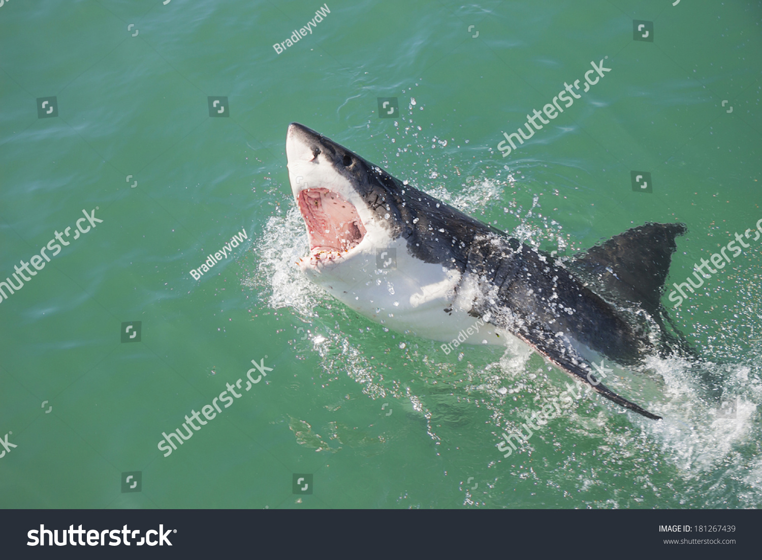 A Great White Shark breaching the water with its mouth open #181267439