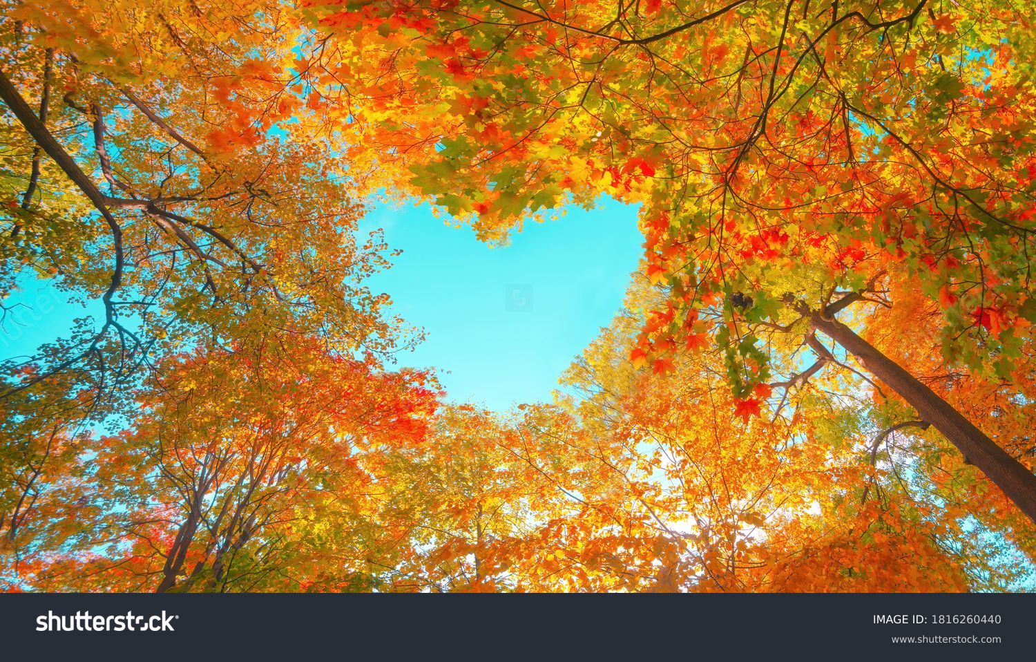 Autumn forest background. Vibrant color tree, red orange foliage in fall park. Nature change Yellow leaves in october season Sun up in blue heart shape sky Sunny day weather, bright light banner frame #1816260440
