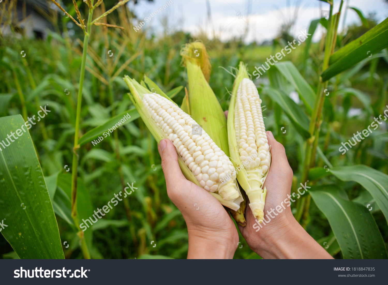  Photo of hold and harvest fruit, three white waxy corn, maize, cornhusk,ear of corn and corn leaves in human two hands in the middle of green and yellow corn field with blue sky and flare #1818847835