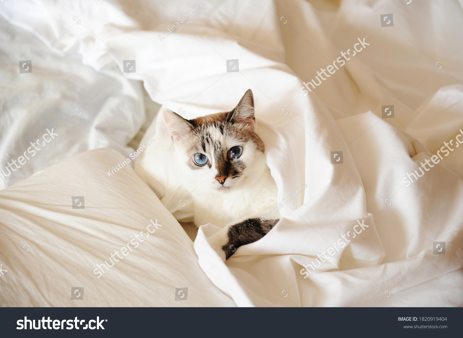 Cute blue eyed cat sleeping in bed covered with a blanket. White linens #1820919404