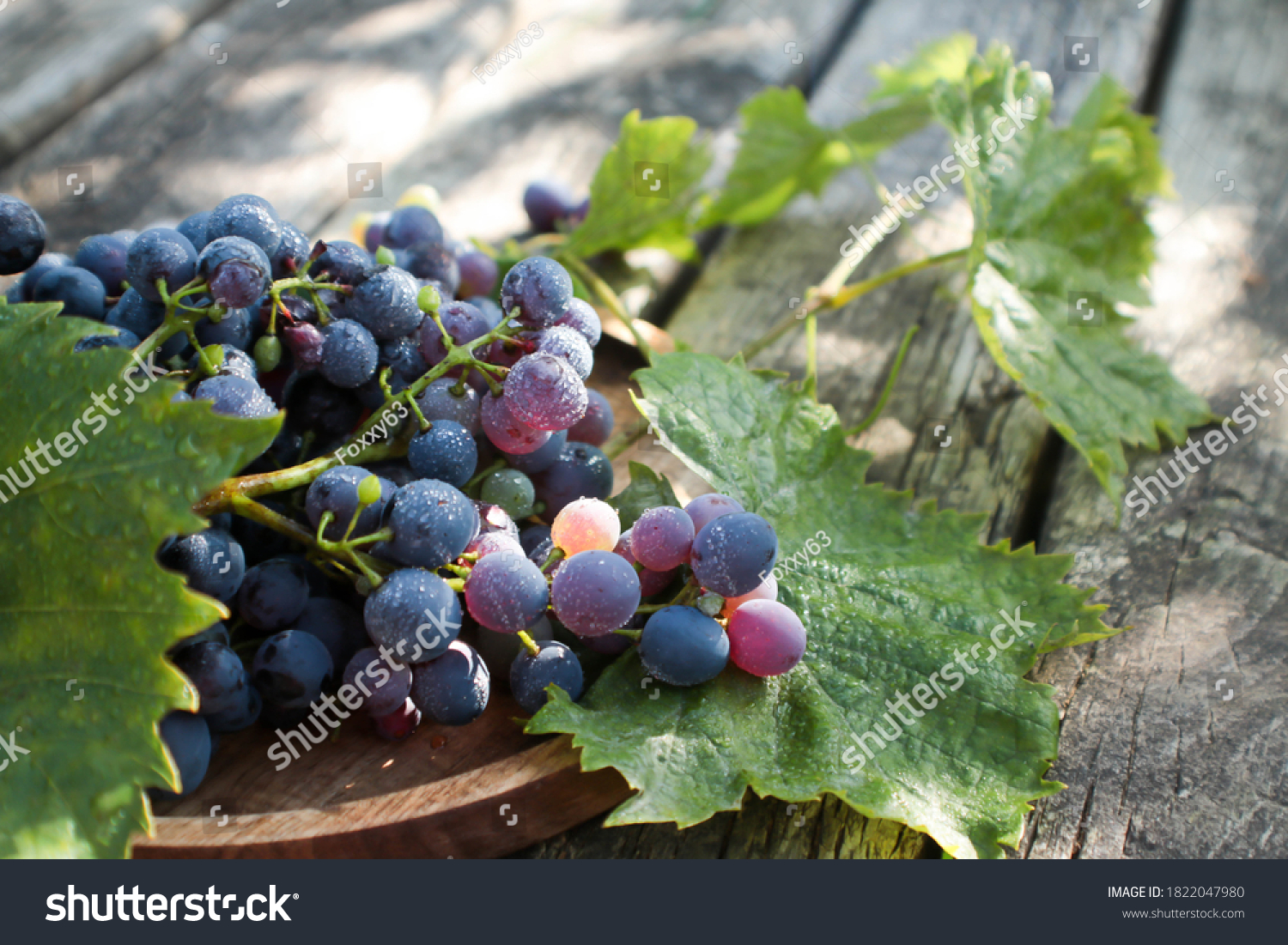 bunches of blue grapes in dewdrops and , selective focus #1822047980
