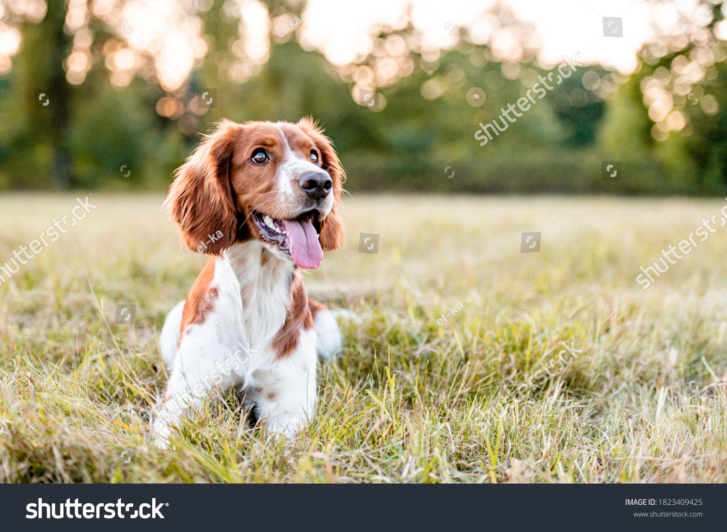 Adorable welsh springer spaniel dog breed in evening. #1823409425