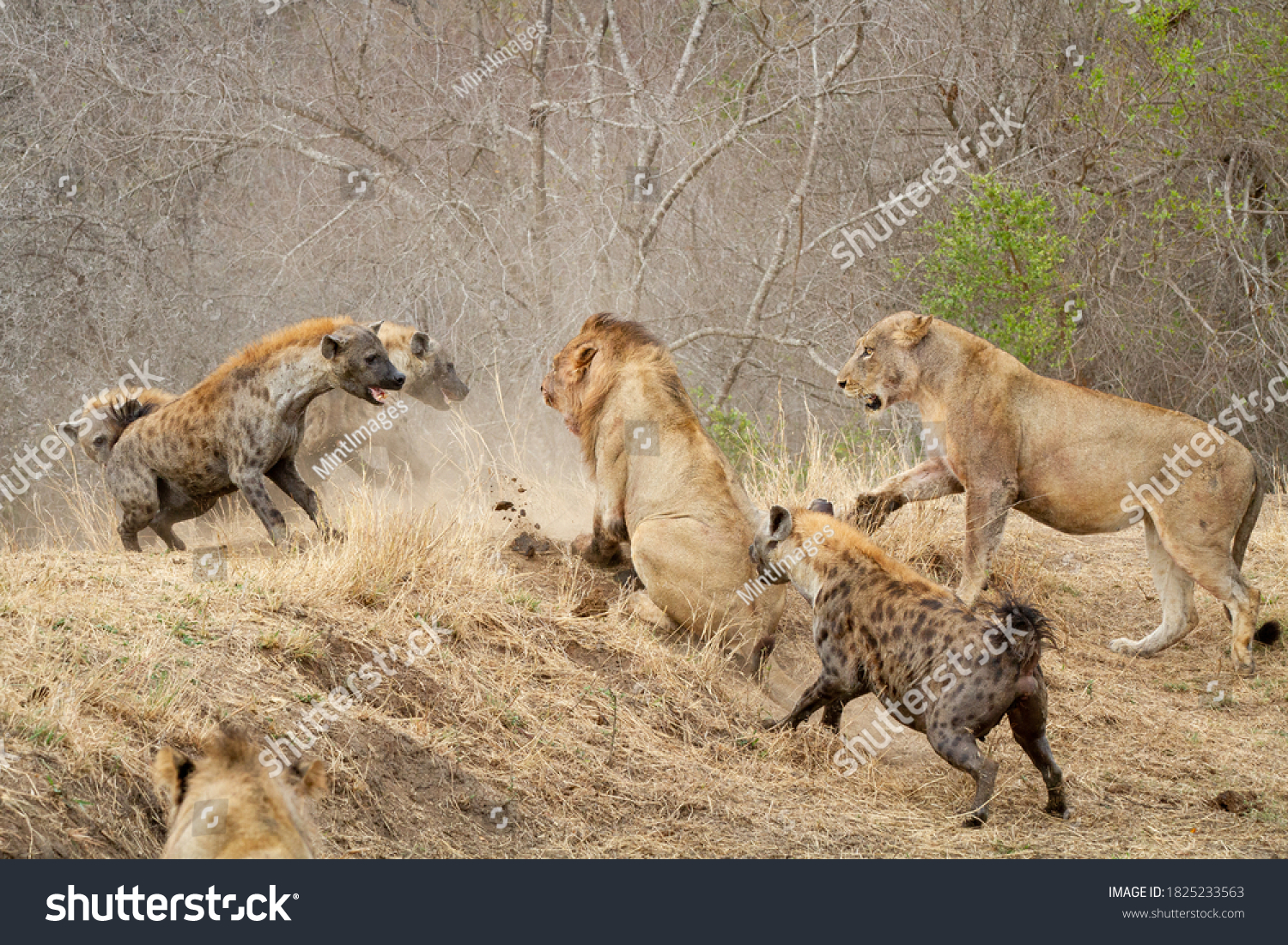Spotted hyenas, Crocuta crocuta, attacking a pride of lions, Panthera leo #1825233563