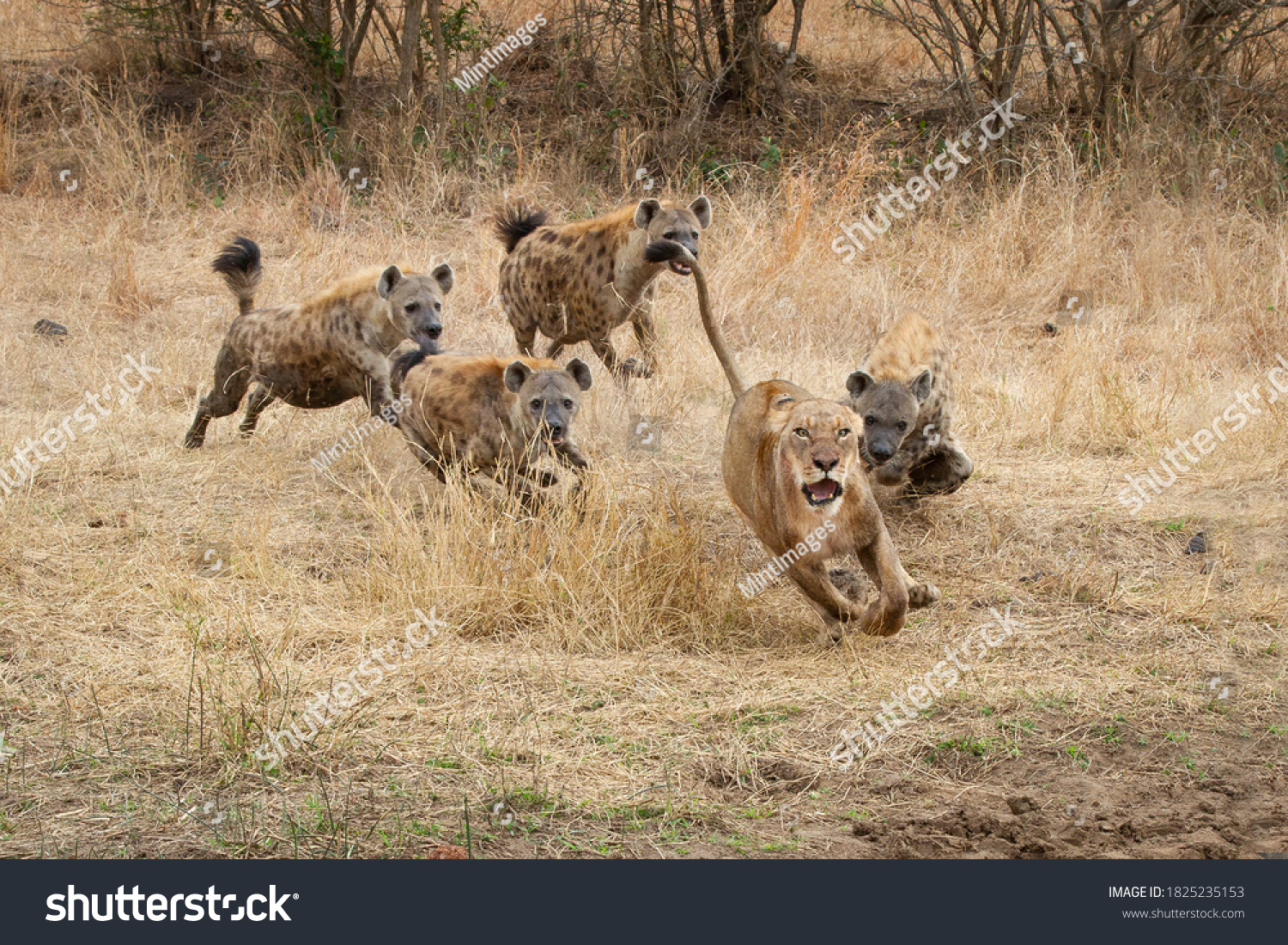 A lioness, Panthera leo, runs with ears back and mouth open from spotted hyenas, Crocuta crocuta #1825235153